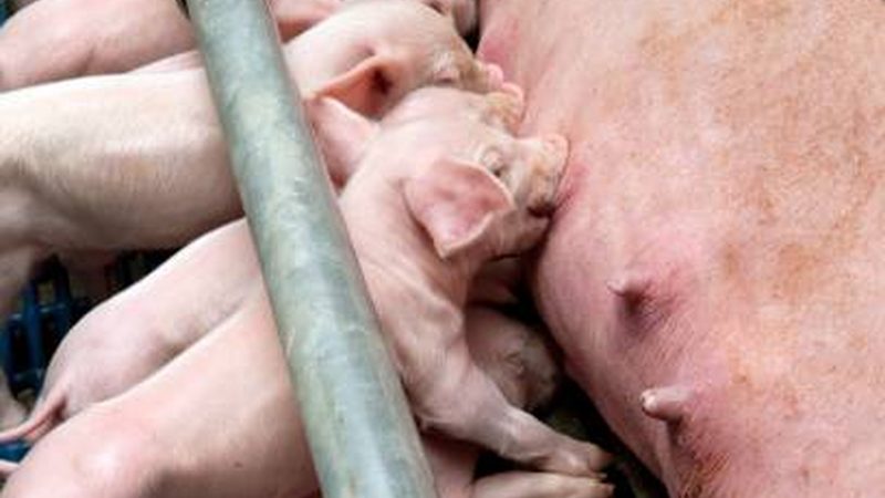 电商孵化平台：揭秘其优缺点，助力卖家成长